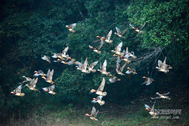進入初冬，大批野生鴛鴦陸續(xù)飛抵江西婺源縣賦春鎮(zhèn)鴛鴦湖越冬，小精靈們在湖面上或相互依偎、卿卿我我；或隨波逐流、嬉戲打鬧，悠閑自在生活在青山綠水之間，優(yōu)良的水域和豐富的湖畔闊葉林，為鴛鴦過冬提供良好生存環(huán)境，婺源鴛鴦湖已成為亞洲最大的野生鴛鴦越冬棲息地。（攝于12月4日下午）