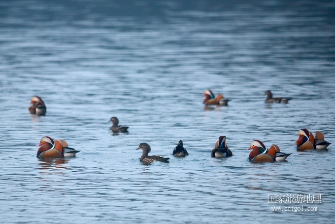 進入初冬，大批野生鴛鴦陸續(xù)飛抵江西婺源縣賦春鎮(zhèn)鴛鴦湖越冬，小精靈們在湖面上或相互依偎、卿卿我我；或隨波逐流、嬉戲打鬧，悠閑自在生活在青山綠水之間，優(yōu)良的水域和豐富的湖畔闊葉林，為鴛鴦過冬提供良好生存環(huán)境，婺源鴛鴦湖已成為亞洲最大的野生鴛鴦越冬棲息地。（攝于12月4日下午）