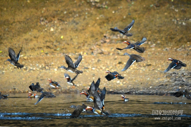 進入初冬，大批野生鴛鴦陸續(xù)飛抵江西婺源縣賦春鎮(zhèn)鴛鴦湖越冬，小精靈們在湖面上或相互依偎、卿卿我我；或隨波逐流、嬉戲打鬧，悠閑自在生活在青山綠水之間，優(yōu)良的水域和豐富的湖畔闊葉林，為鴛鴦過冬提供良好生存環(huán)境，婺源鴛鴦湖已成為亞洲最大的野生鴛鴦越冬棲息地。（攝于12月4日下午）