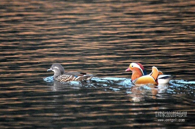 進入初冬，大批野生鴛鴦陸續(xù)飛抵江西婺源縣賦春鎮(zhèn)鴛鴦湖越冬，小精靈們在湖面上或相互依偎、卿卿我我；或隨波逐流、嬉戲打鬧，悠閑自在生活在青山綠水之間，優(yōu)良的水域和豐富的湖畔闊葉林，為鴛鴦過冬提供良好生存環(huán)境，婺源鴛鴦湖已成為亞洲最大的野生鴛鴦越冬棲息地。（攝于12月4日下午）